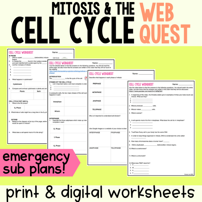 Mitosis and the cell cycle webquest