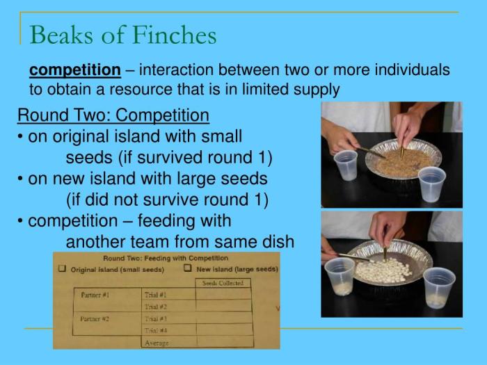 The beak of the finch lab answers