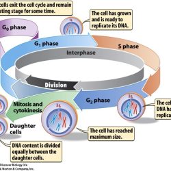 Mitosis and the cell cycle webquest