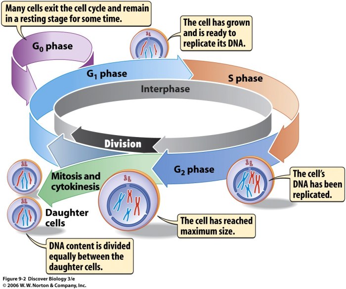 Mitosis and the cell cycle webquest