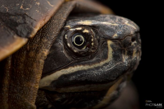 Snail turtle sneaky water his along way eared shell crawl emerged onto began garden business when