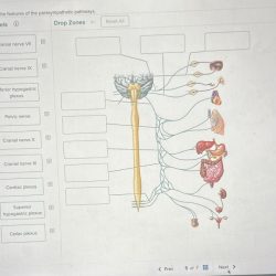 Parasympathetic sympathetic innervation schema