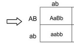 Autosomal linkage gene biology activity level