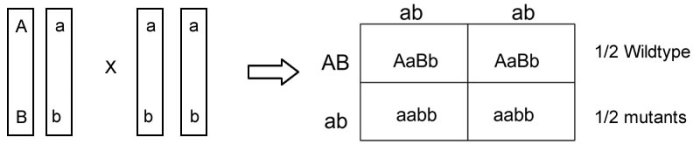 Autosomal linkage gene biology activity level